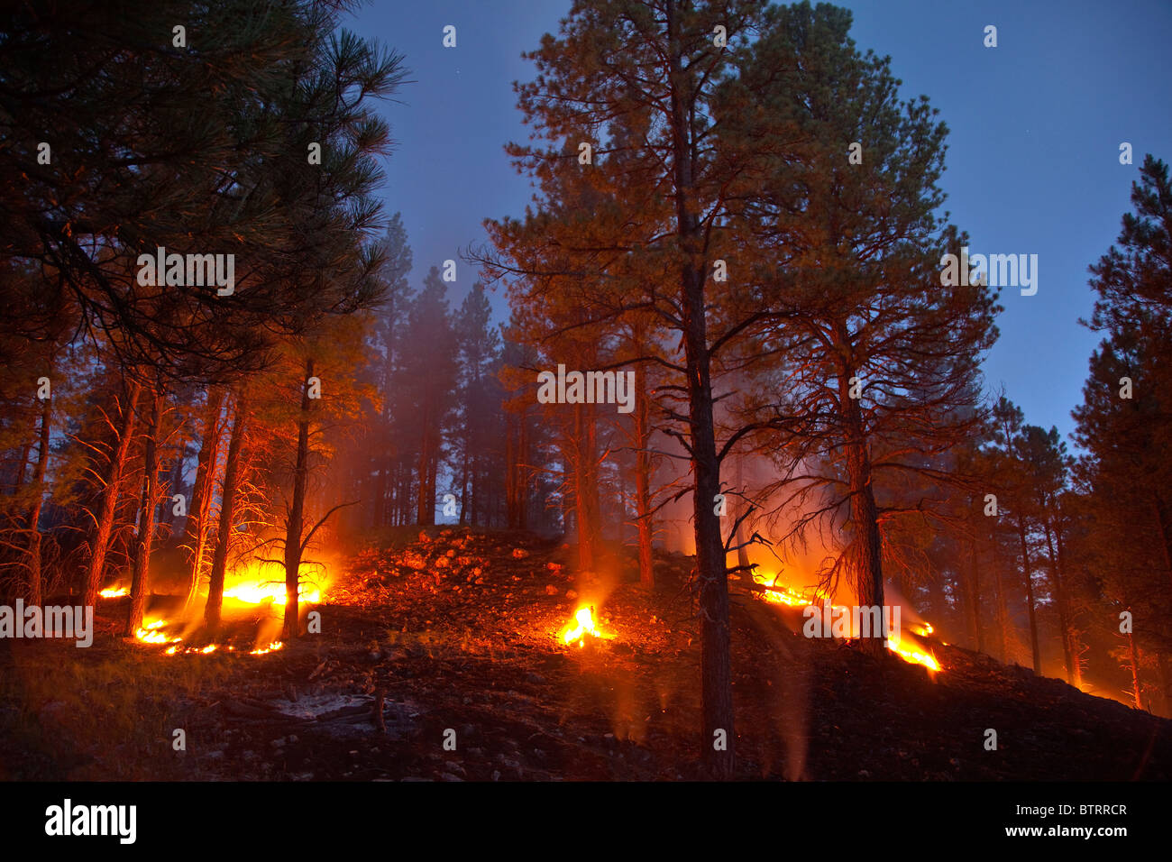 Bassa intensità di fuoco prescritto, bruciando Ponderosa Pine Forest, Coconino National Forest, Flagstaff, in Arizona, Stati Uniti d'America Foto Stock