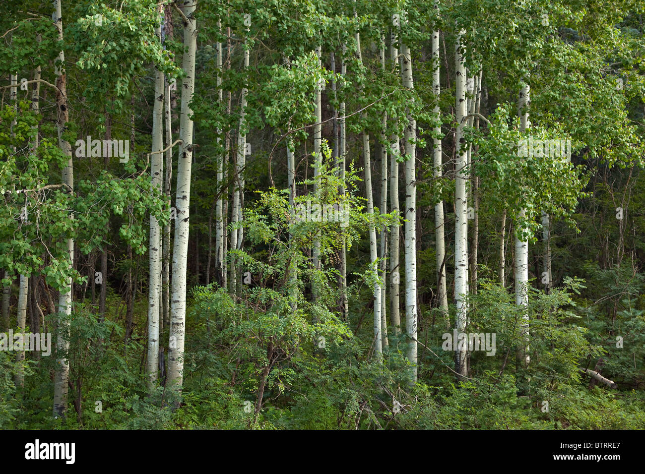 Aspen Grove vicino Hawley Lago, Fort Apache Indian Reservation, Whiteriver, Arizona, Stati Uniti d'America Foto Stock