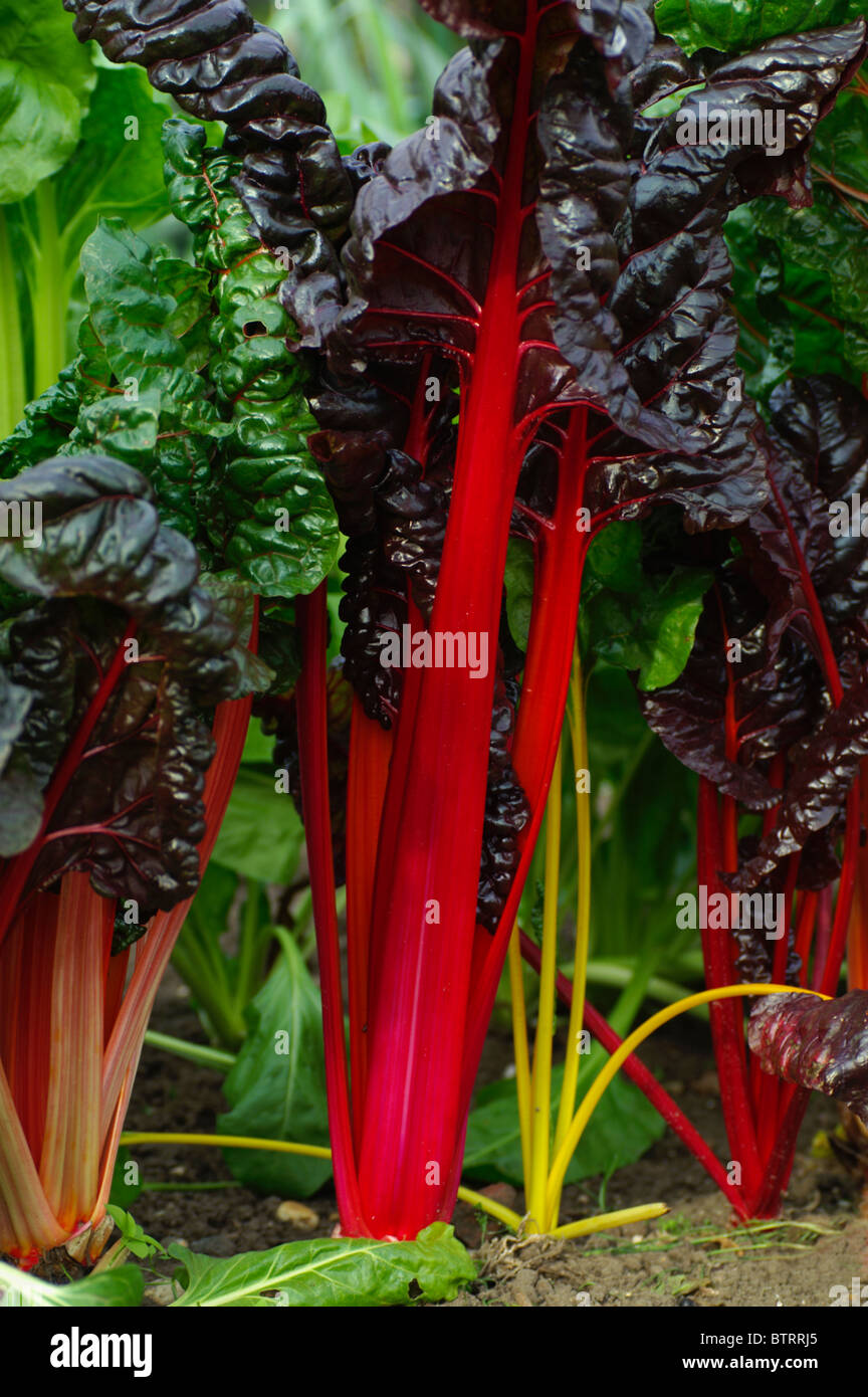 Beta vulgaris Bietola luci luminose Foto Stock