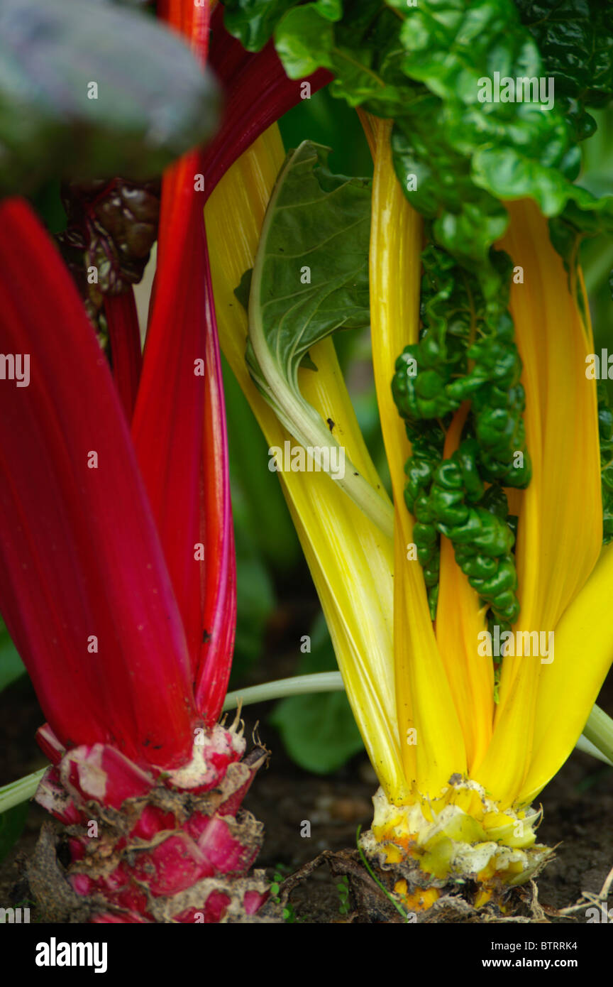 Beta vulgaris Bietola luci luminose Foto Stock