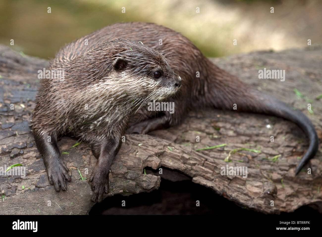 Asian corto-artigliato Otter Aonyx cinerea (prigioniero) Foto Stock