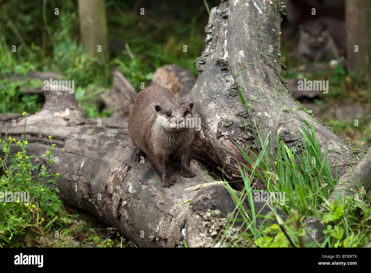 Asian corto-artigliato Otter Aonyx cinerea (prigioniero) Foto Stock