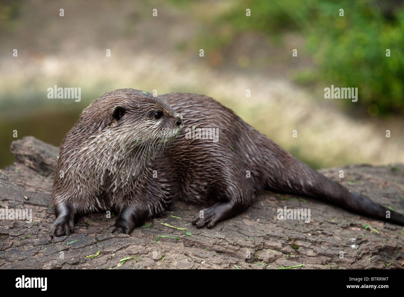Asian corto-artigliato Otter Aonyx cinerea (prigioniero) Foto Stock
