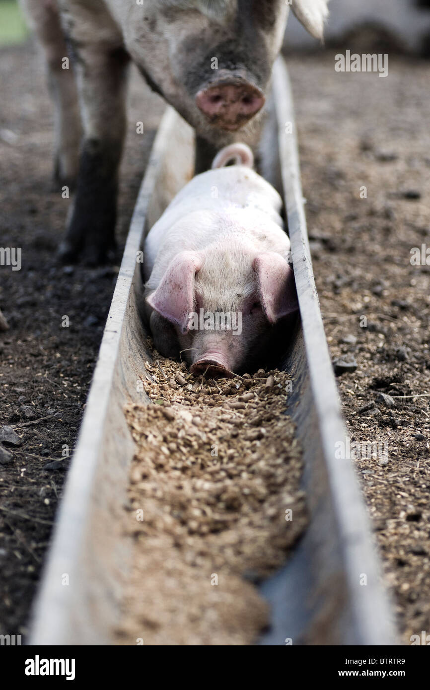 Piglet in mangiatoia Foto Stock