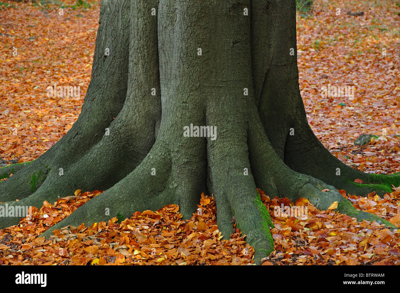 Autunno scena, Windsor Great Park, Virginia Water, Surrey, England, Regno Unito Foto Stock