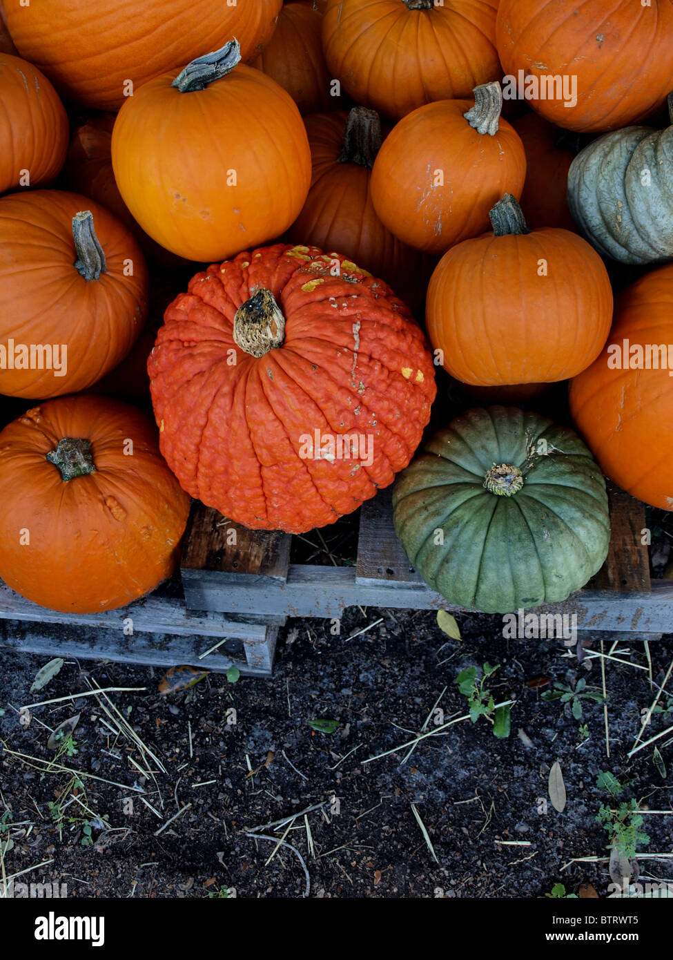 La zucca zucche per la vendita in autunno con arancio rosso argento di grandi e piccole dimensioni Foto Stock