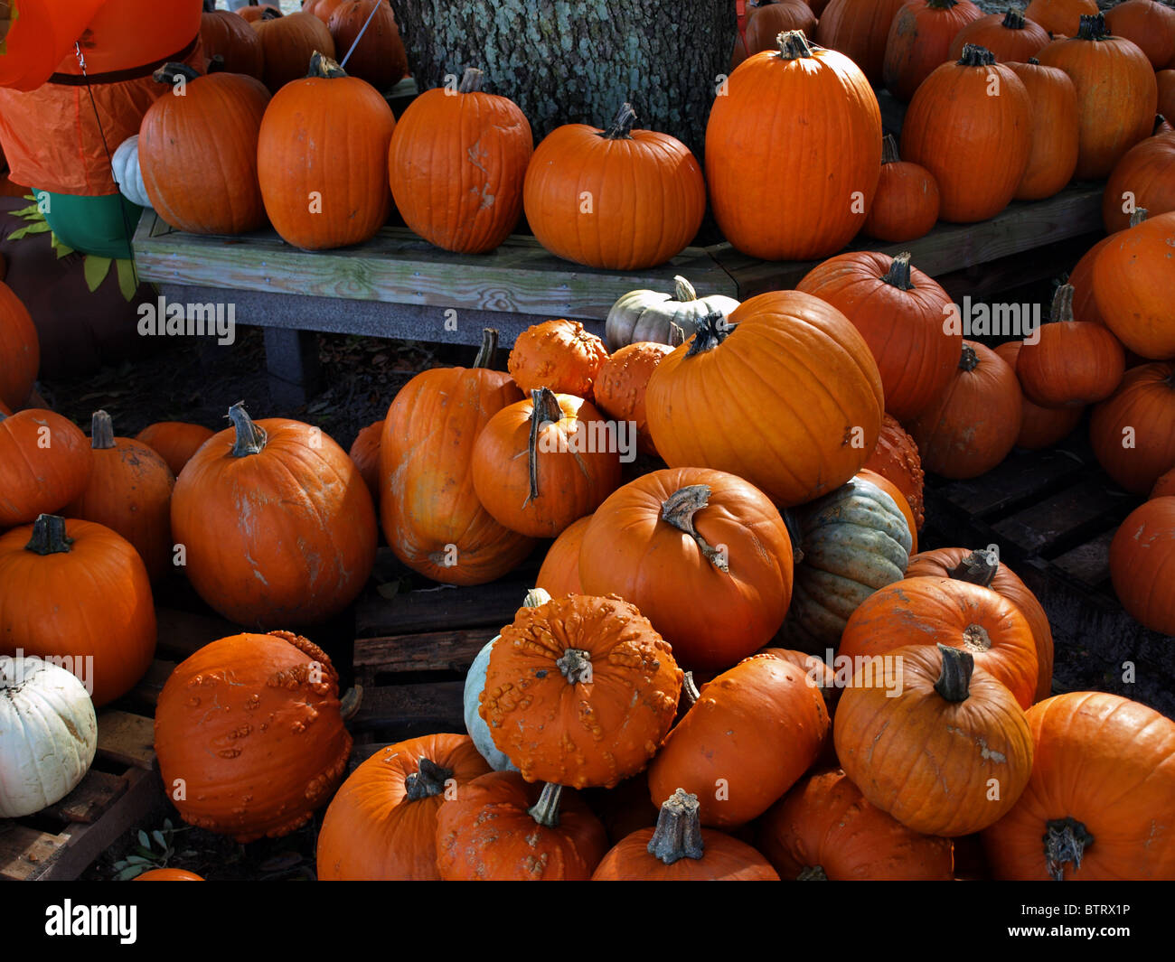 La zucca zucche per la vendita in autunno con arancio rosso argento di grandi e piccole dimensioni Foto Stock