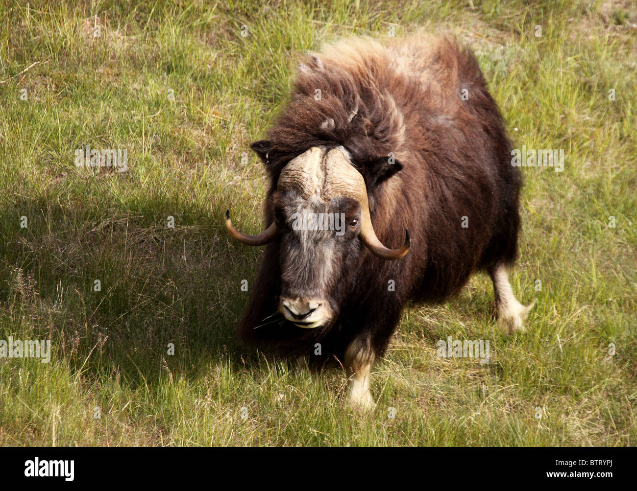 Bull maschio muschio ox Foto Stock