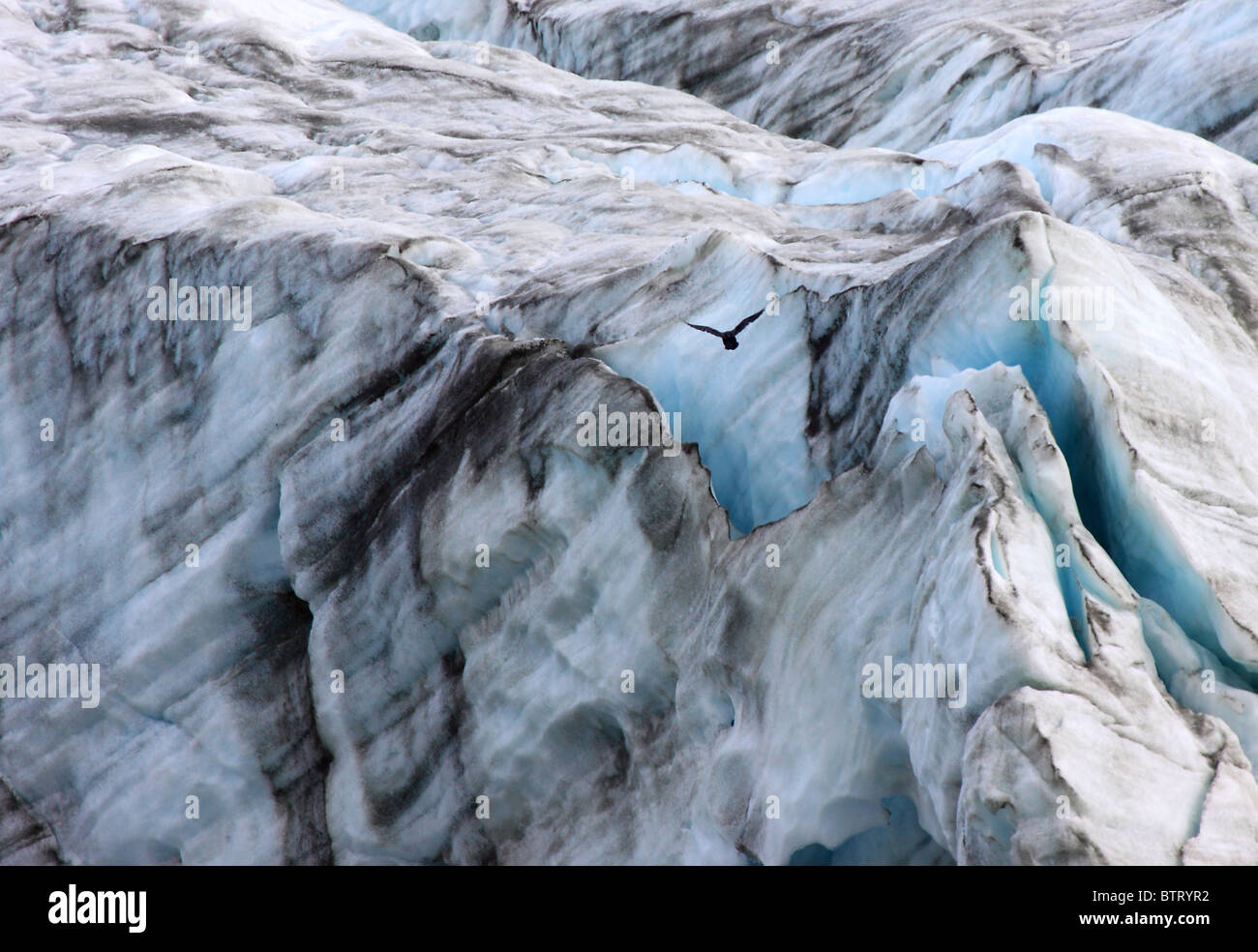 Comune di Corvo imperiale Corvus corax volando sopra la calotta di ghiaccio Foto Stock