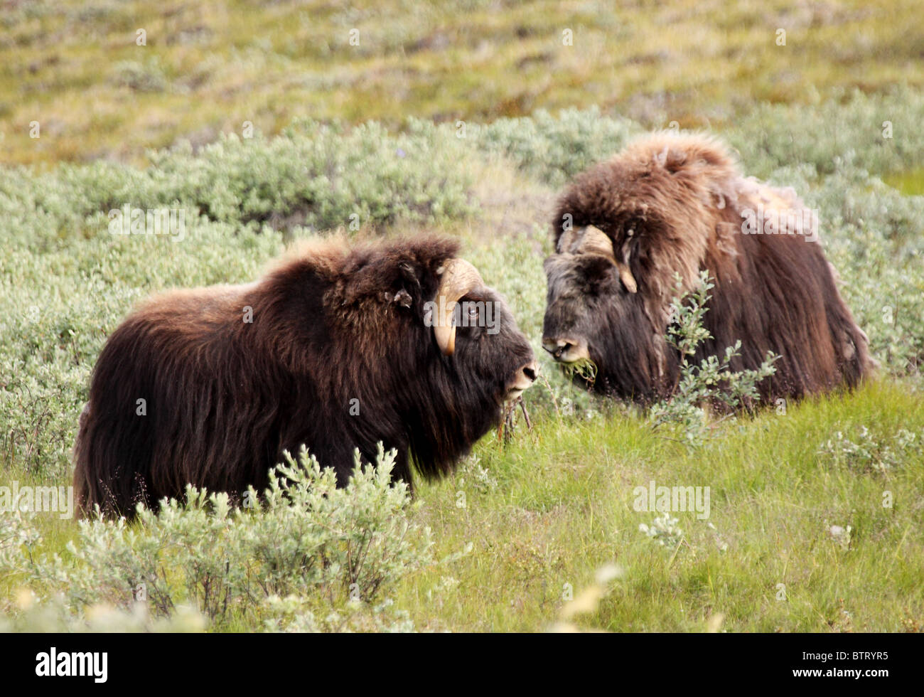Due affacciate maschio bull musk ox Foto Stock