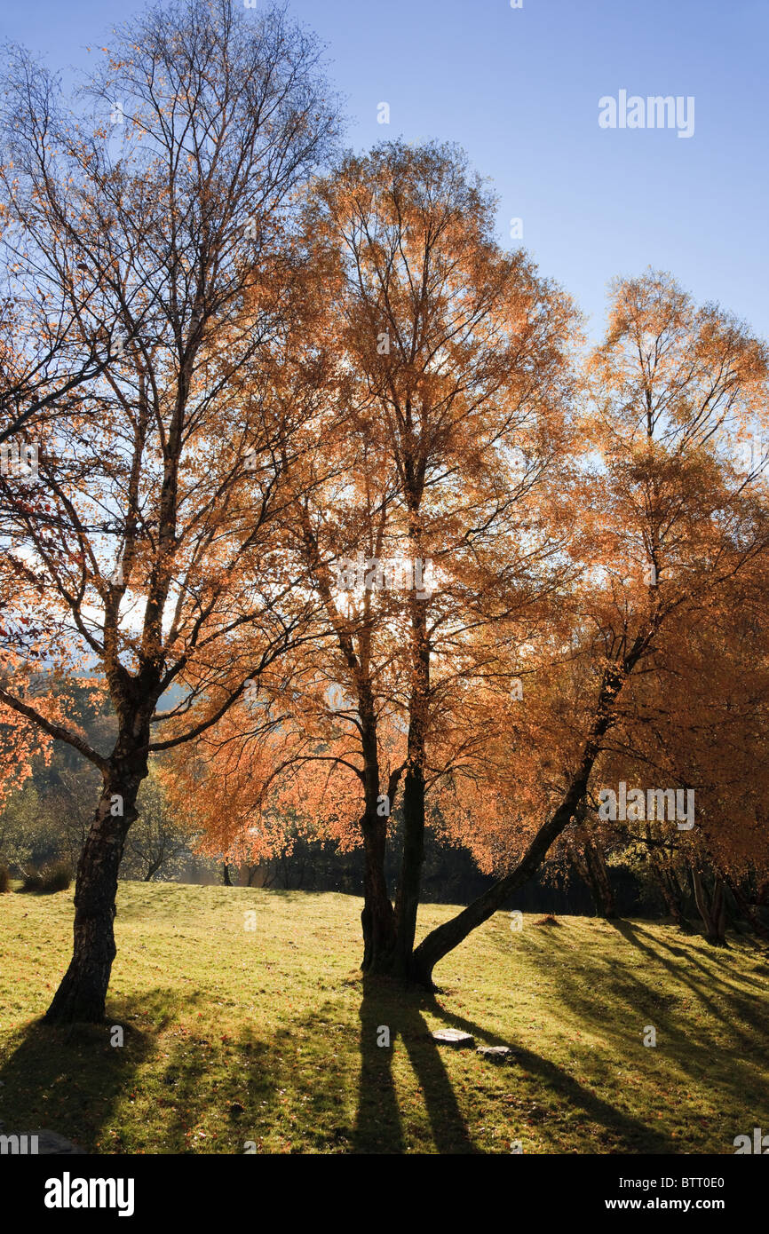 Retroilluminato con alberi di faggio (Fagus sylvatica) con le foglie in autunno i colori. Gwynedd, Wales, Regno Unito, Gran Bretagna Foto Stock