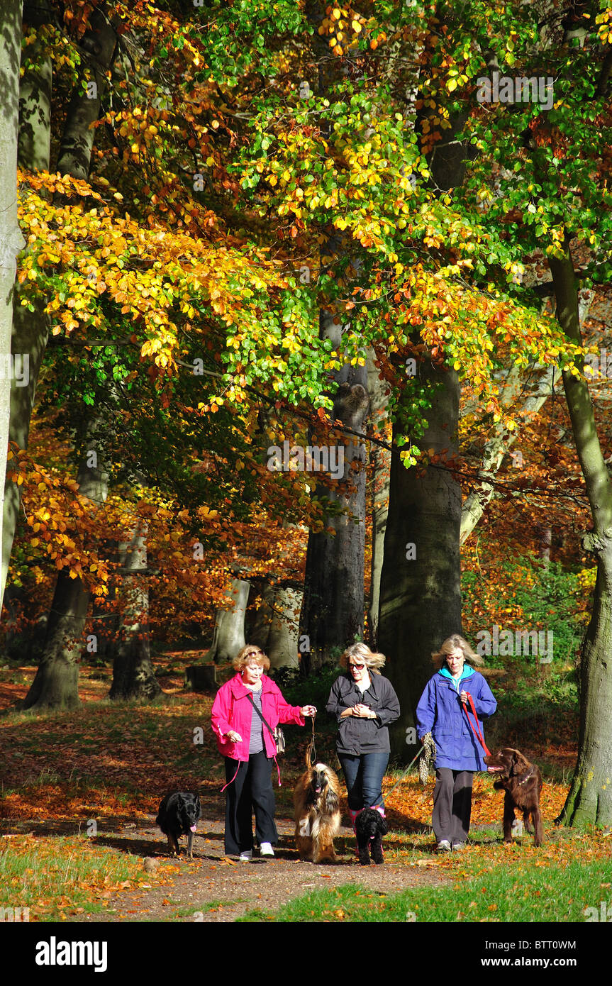 Le donne a piedi i cani, Windsor Great Park, Virginia Water, Surrey, England, Regno Unito Foto Stock