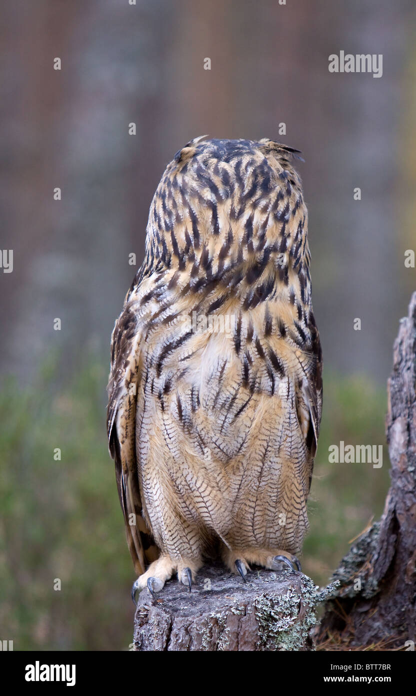 Il gufo reale, Bubo bubo, girando la testa per guardare dietro che mostra al retro della testa Foto Stock