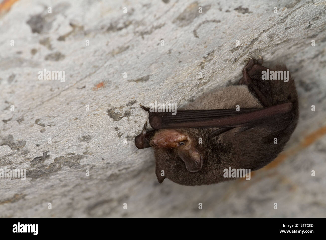 Bat - Rousettus Madagascariensis, Ankarana National Park - Madagascar Foto Stock