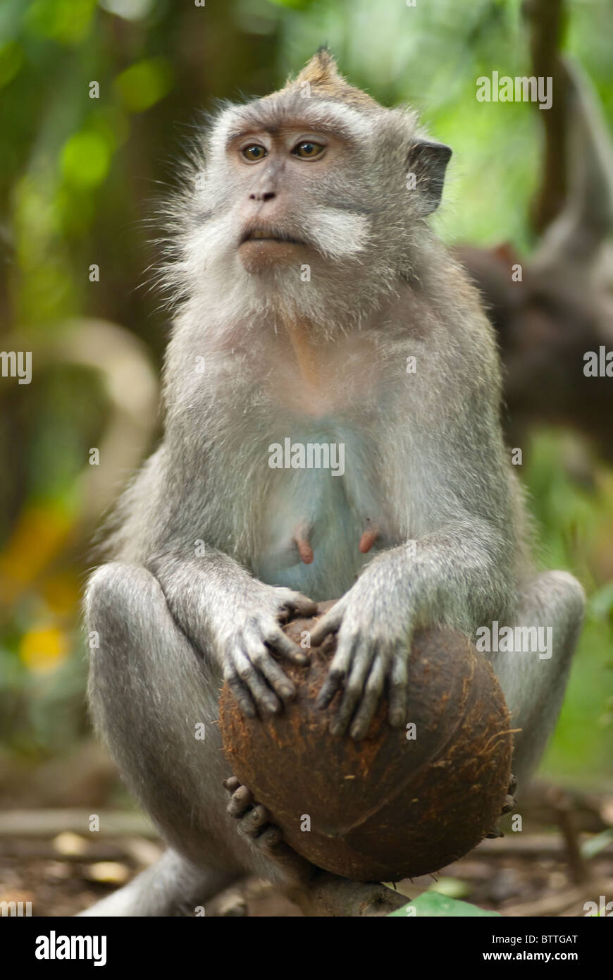 Macaque nella Sacra Santuario della Foresta delle Scimmie, Ubud, Bali , Indonesia Foto Stock