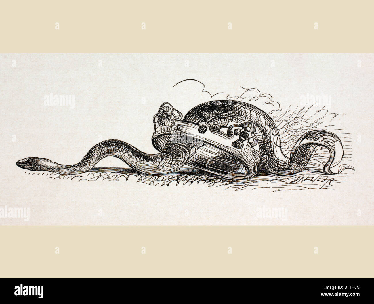 Un snake arriva attraverso una corona regale. Una illustrazione simbolica alla fine del II atto di Hamlet di William Shakespeare Foto Stock