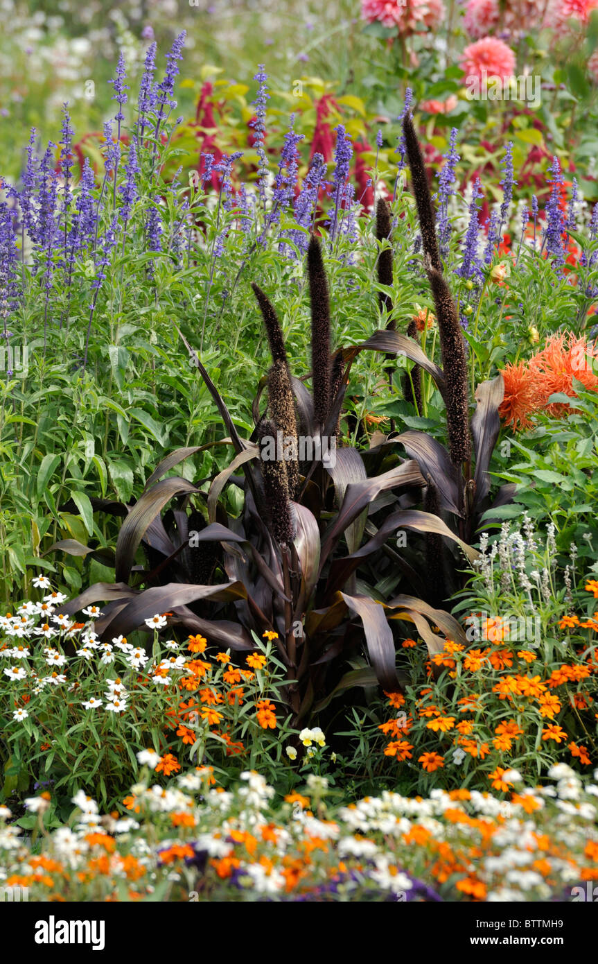 Perl il miglio (pennisetum glaucum 'viola maesta' syn. pennisetum americanum " viola maesta'), saggi (salvia) e zinnias (zinnia) Foto Stock