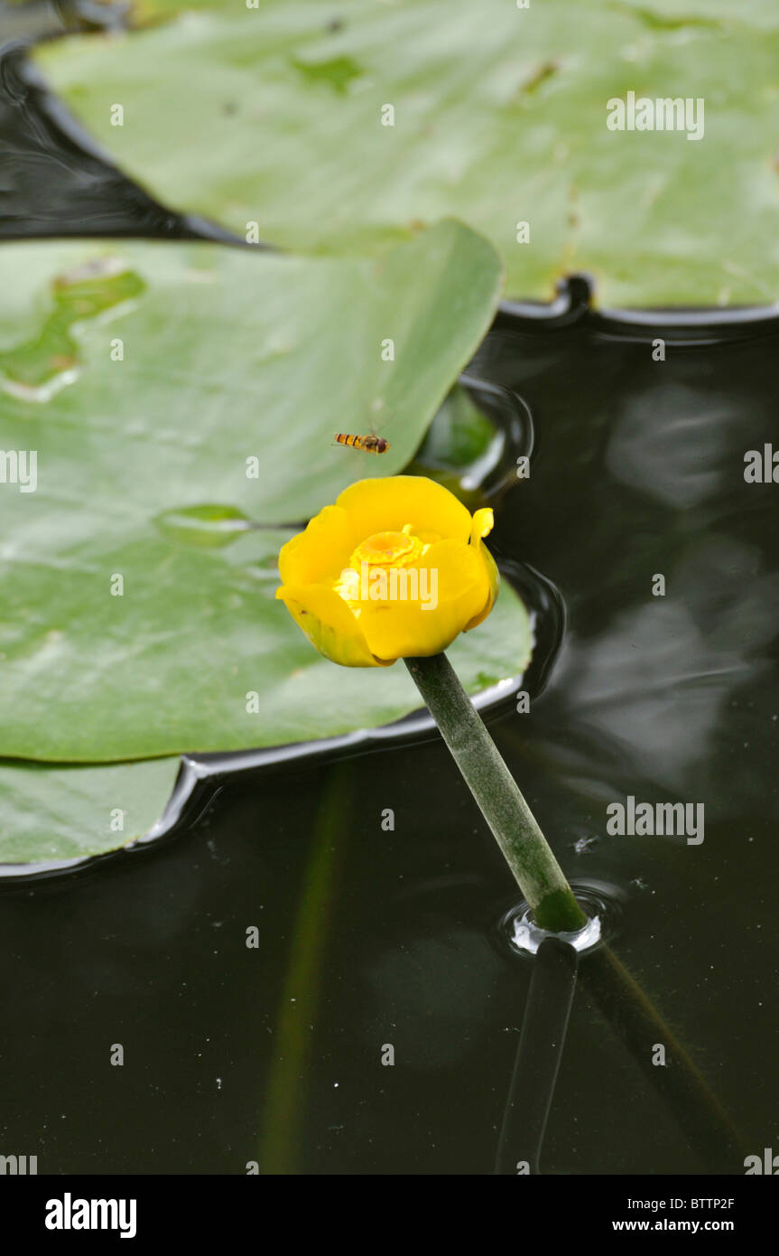 Giallo pond lily (nuphar lutea) con hover fly Foto Stock