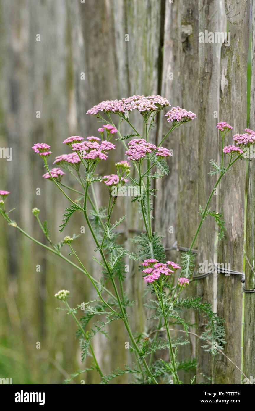 Yarrow (achillea) in corrispondenza di una recinzione di legno Foto Stock