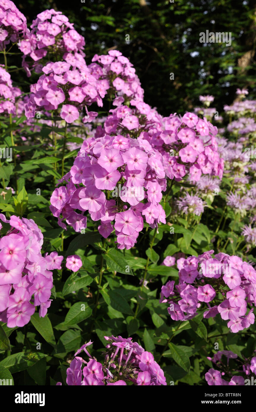 Giardino (phlox phlox paniculata) Foto Stock