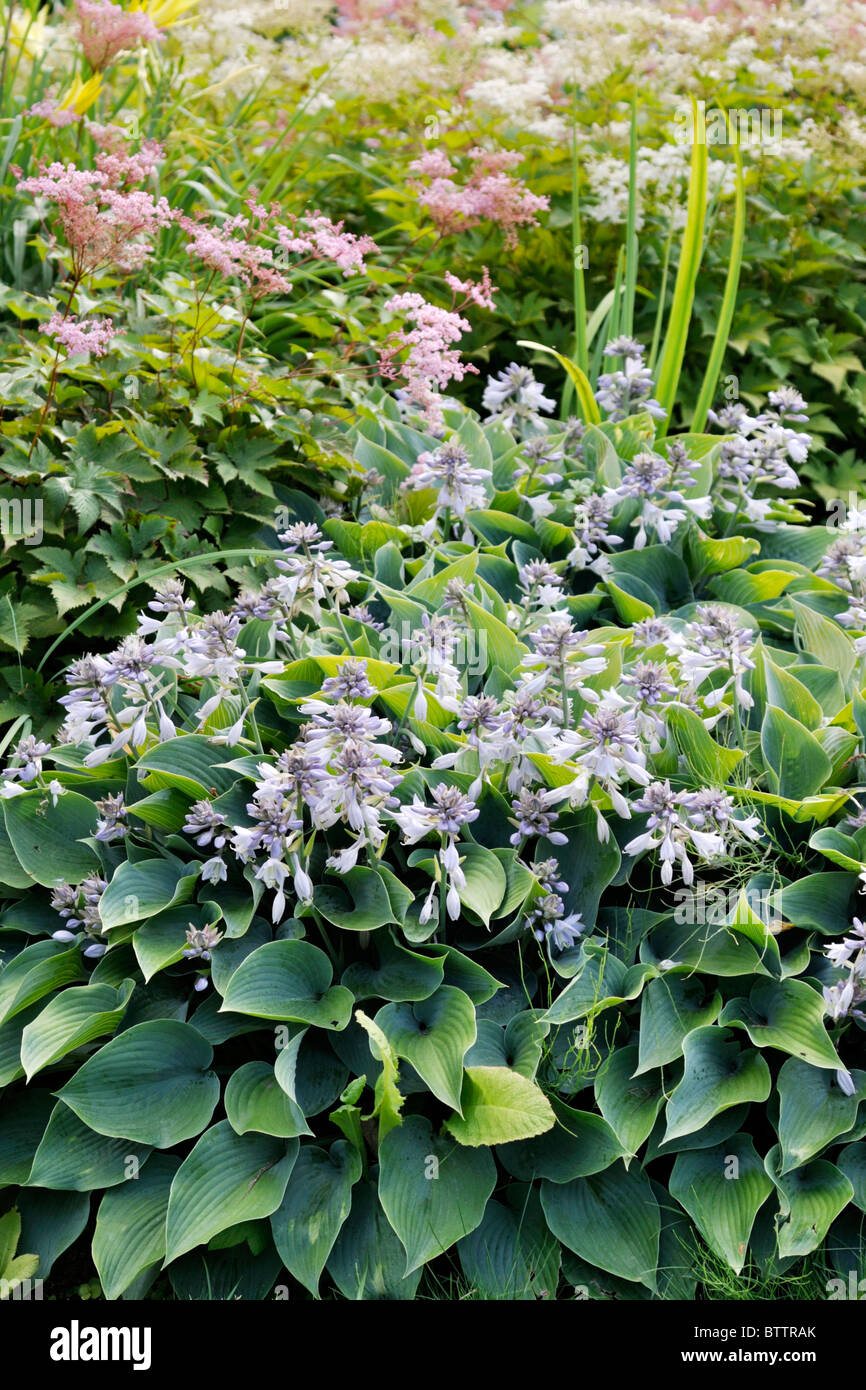 Piantaggine lily (hosta tardiana x) Foto Stock