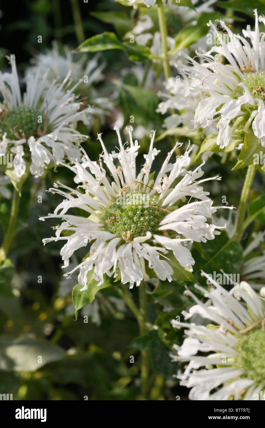 Scarlet bee balm (monarda didyma 'schneewittchen') Foto Stock