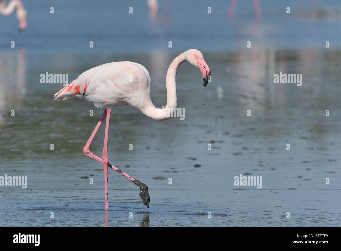 Fenicottero maggiore (Phoenicopterus roseus - Phoenicopterus ruber roseus) alimentazione in acqua poco profonda Foto Stock