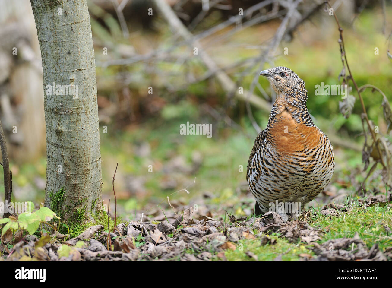 Gallo cedrone occidentale - Comune di gallo cedrone - Eurasian gallo cedrone (Tetrao urogallus, Tetrao major) femmina Foto Stock