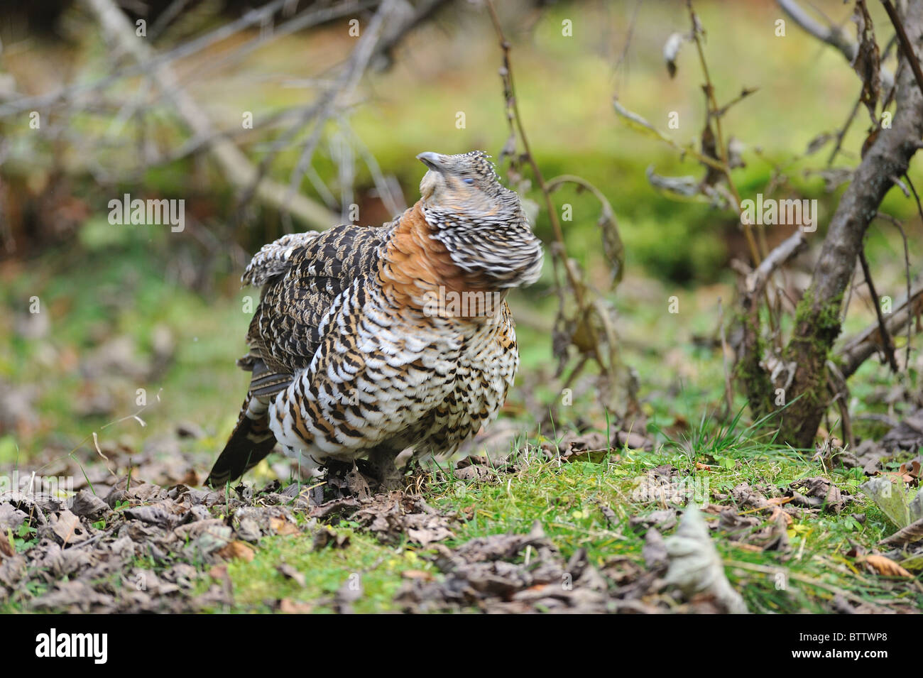 Gallo cedrone occidentale - Comune di gallo cedrone - Eurasian gallo cedrone (Tetrao urogallus, Tetrao major) femmina Foto Stock