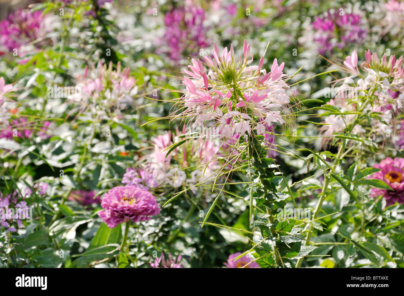 Spider fiori (tarenaya hassleriana syn. cleome hassleriana) e zinnias (zinnia) Foto Stock