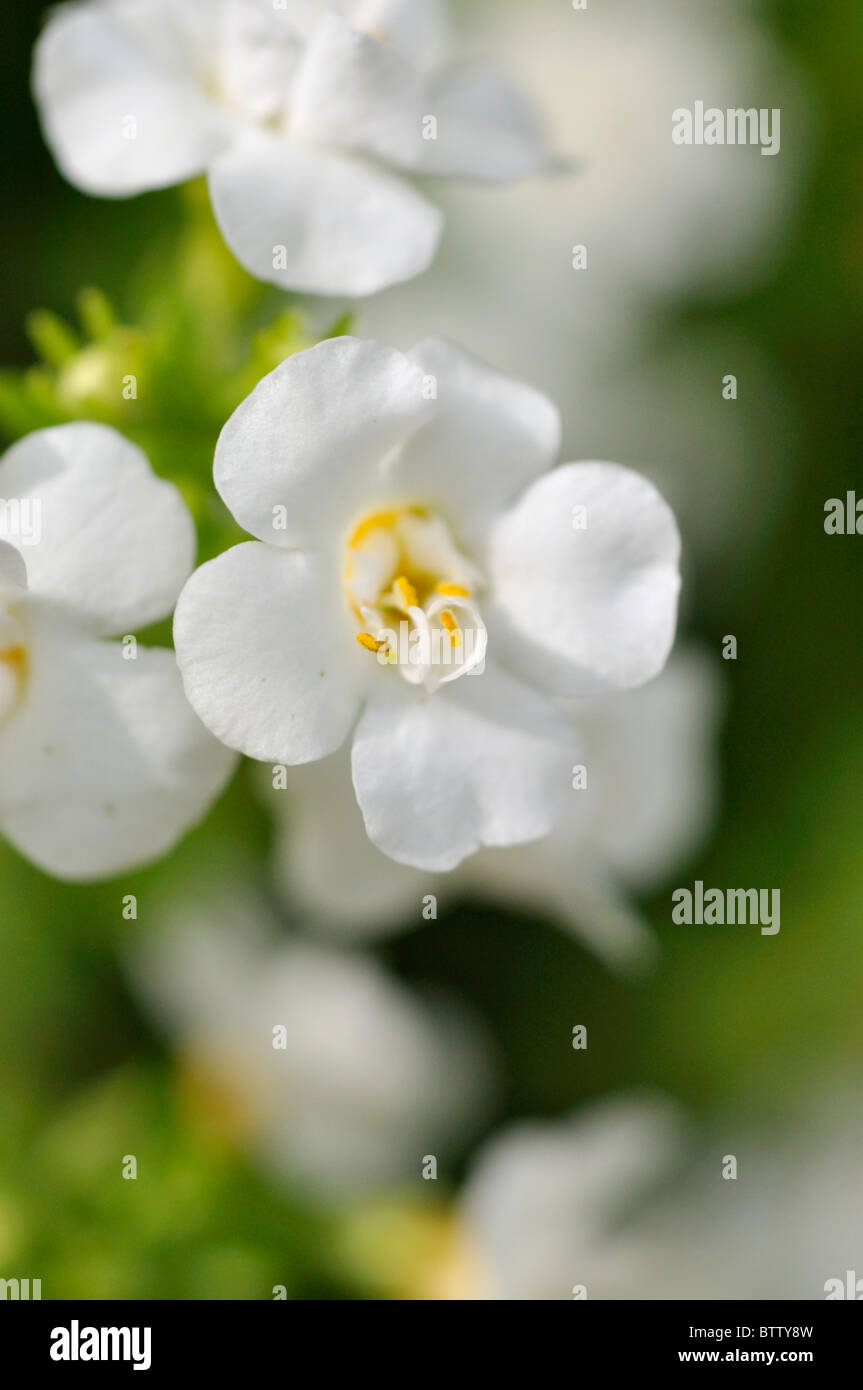 La bacopa ornamentali (sutera) Foto Stock