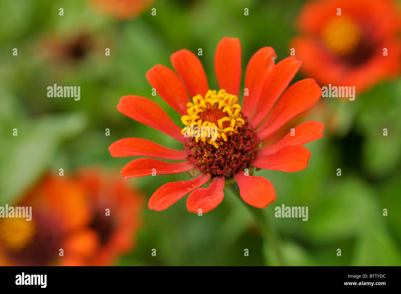 Comune (zinnia zinnia violacea syn. zinnia elegans) Foto Stock