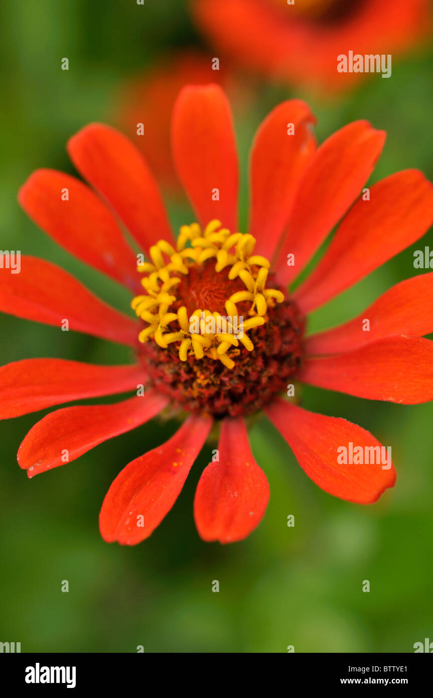 Comune (zinnia zinnia violacea syn. zinnia elegans) Foto Stock