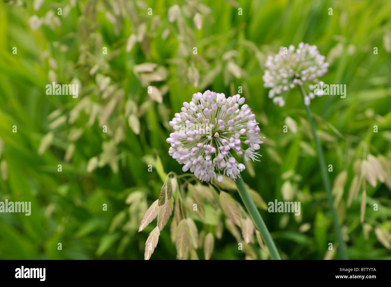 Cipolla ornamentali (allium schubertii) e bambù erba (chasmanthium latifolium syn. uniola latifolia) Foto Stock