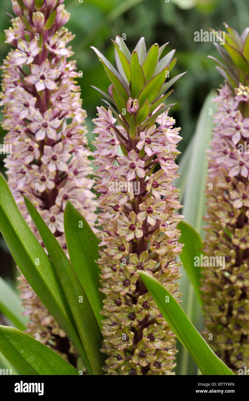 Fiore di ananas (eucomis comosa) Foto Stock