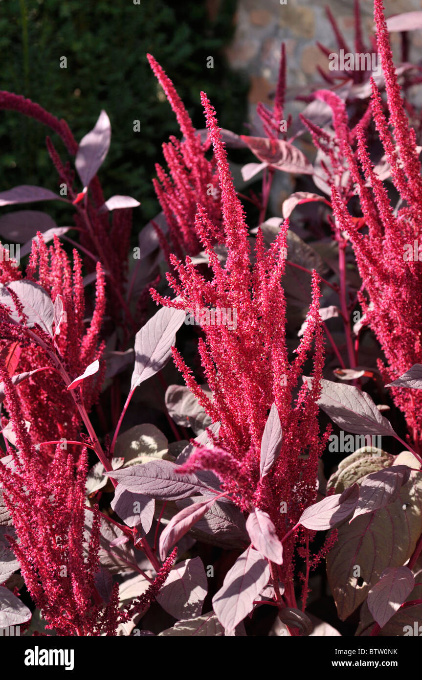 Amaranto Rosso (amaranthus cruentus 'velvet cortine") Foto Stock