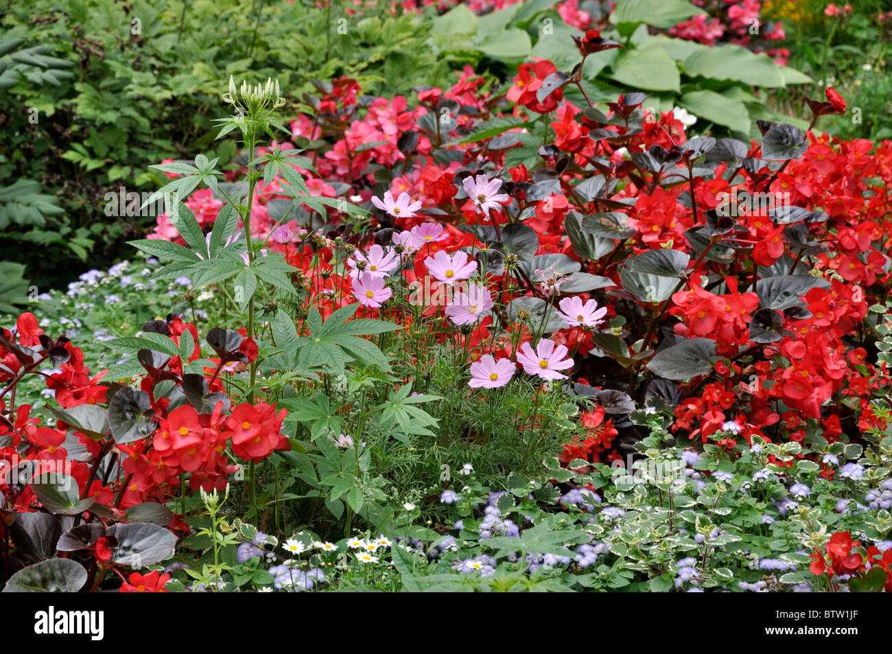 Giardino cosmo (cosmos bipinnatus), Begonia (begonia semperflorens) e fiore di filo interdentale (ageratum houstonianum) Foto Stock