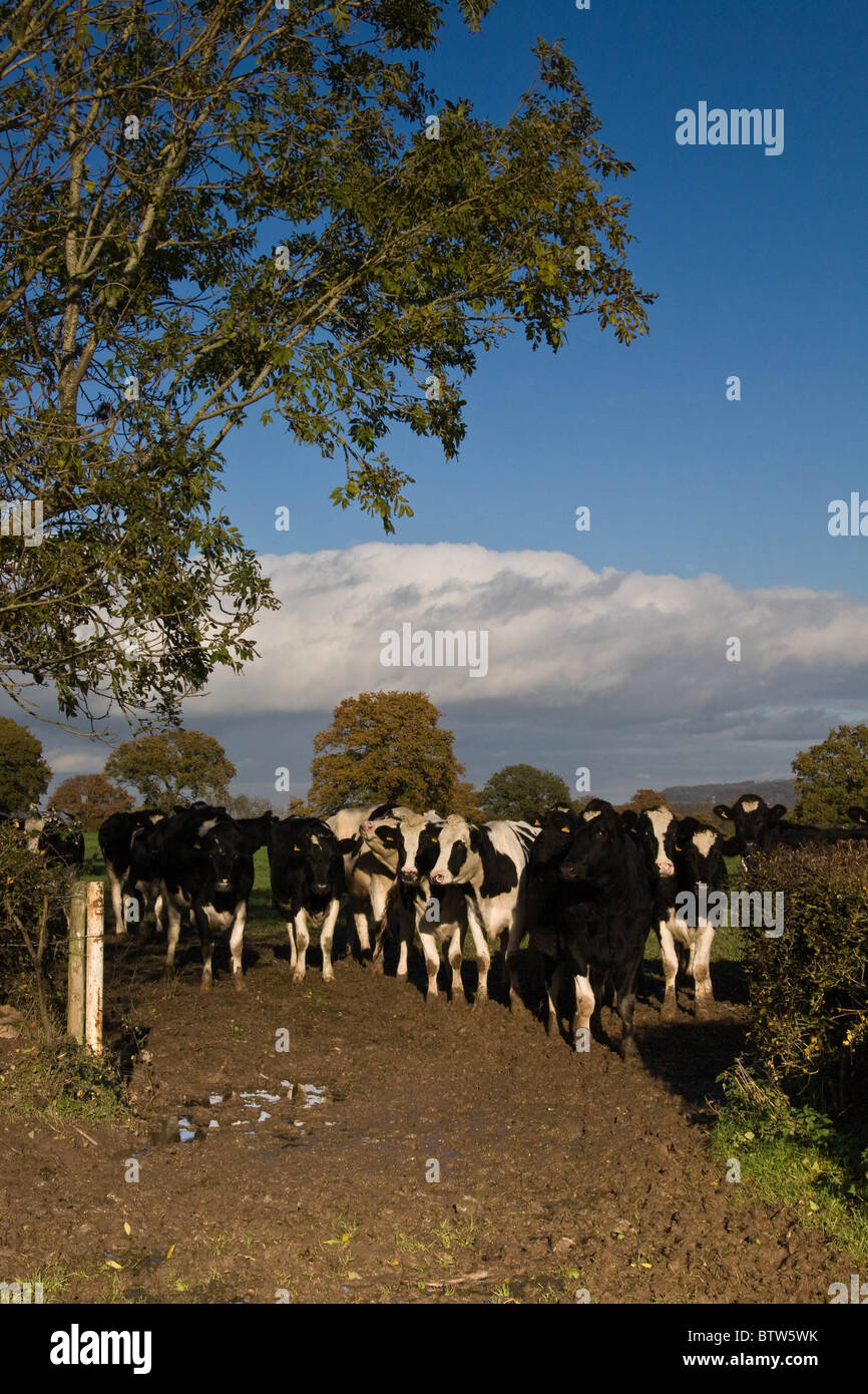 7.11.2010 Bianco & Nero vacche Holstein in una gate di campo Foto Stock