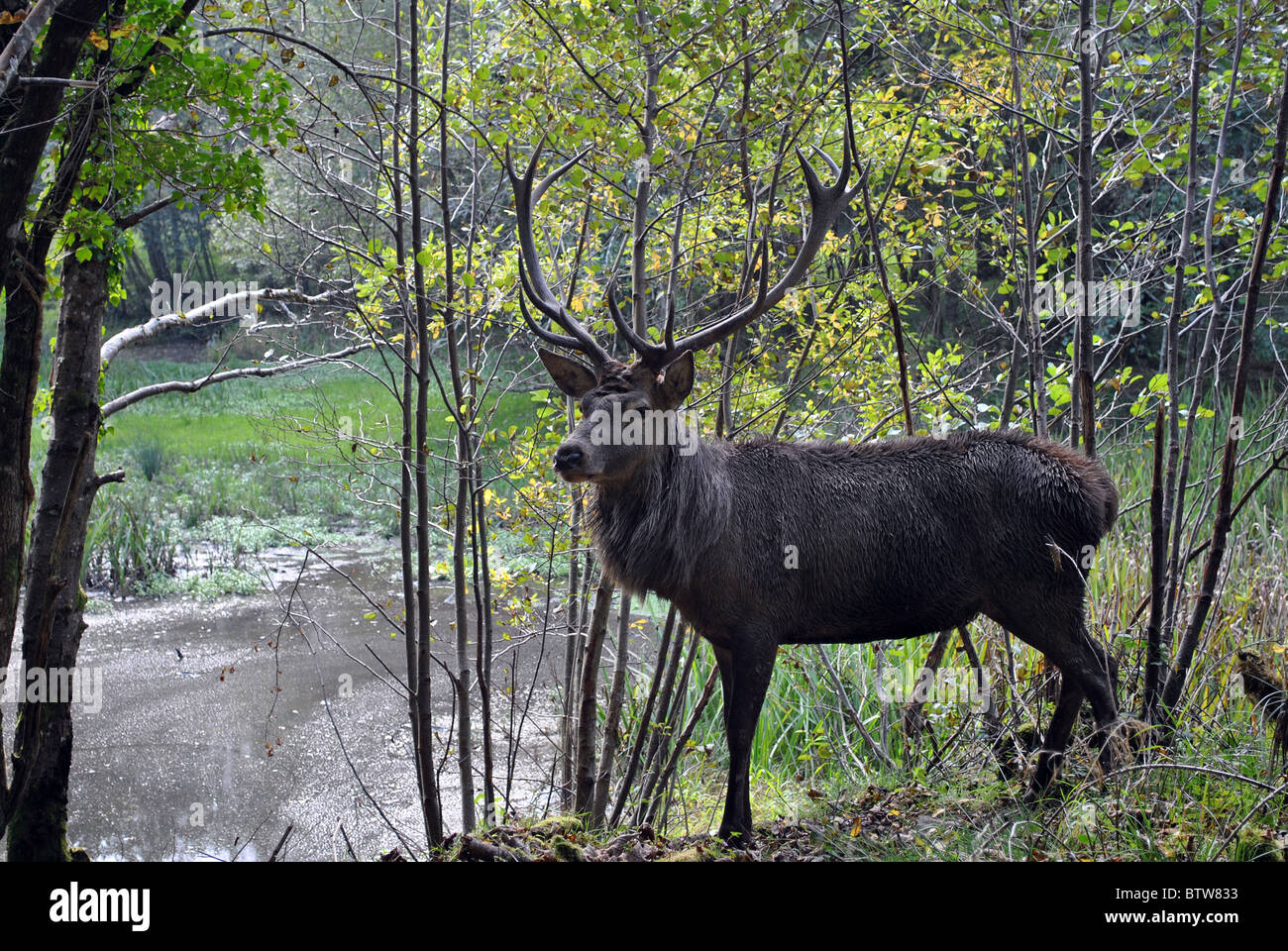 Red Deer stag nativa per l'Irlanda Foto Stock