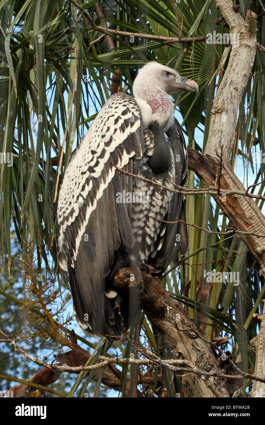 Rüppell's Vulture (Gyps rueppellii) Foto Stock