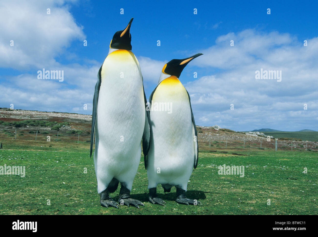 Re pinguino, (Aptenodytes patagonicus), due piedi, Volunteer Point, Isole Falkland. Foto Stock