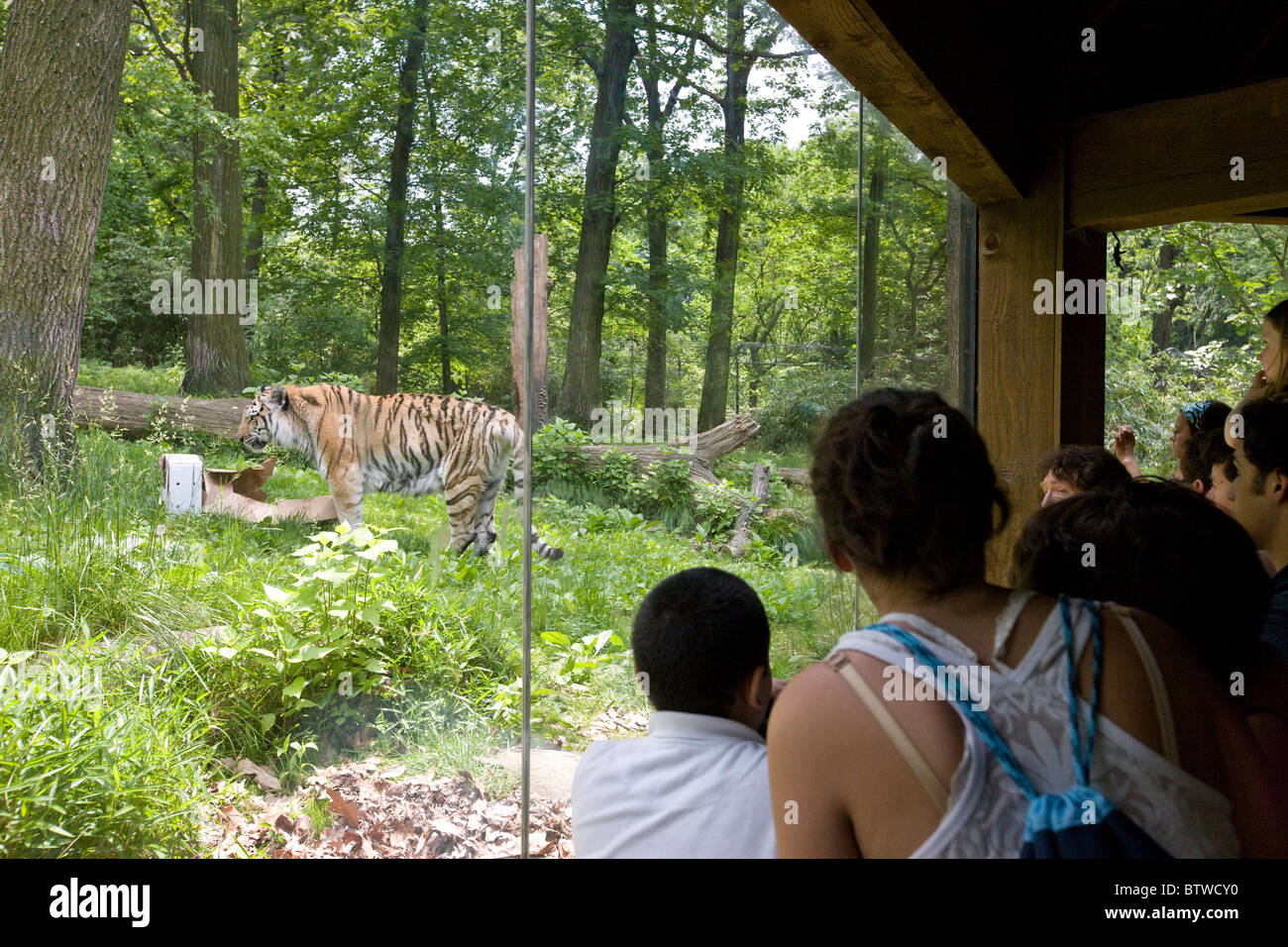 Tiger Mountain involucro in corrispondenza del Bronx Zoo Foto Stock