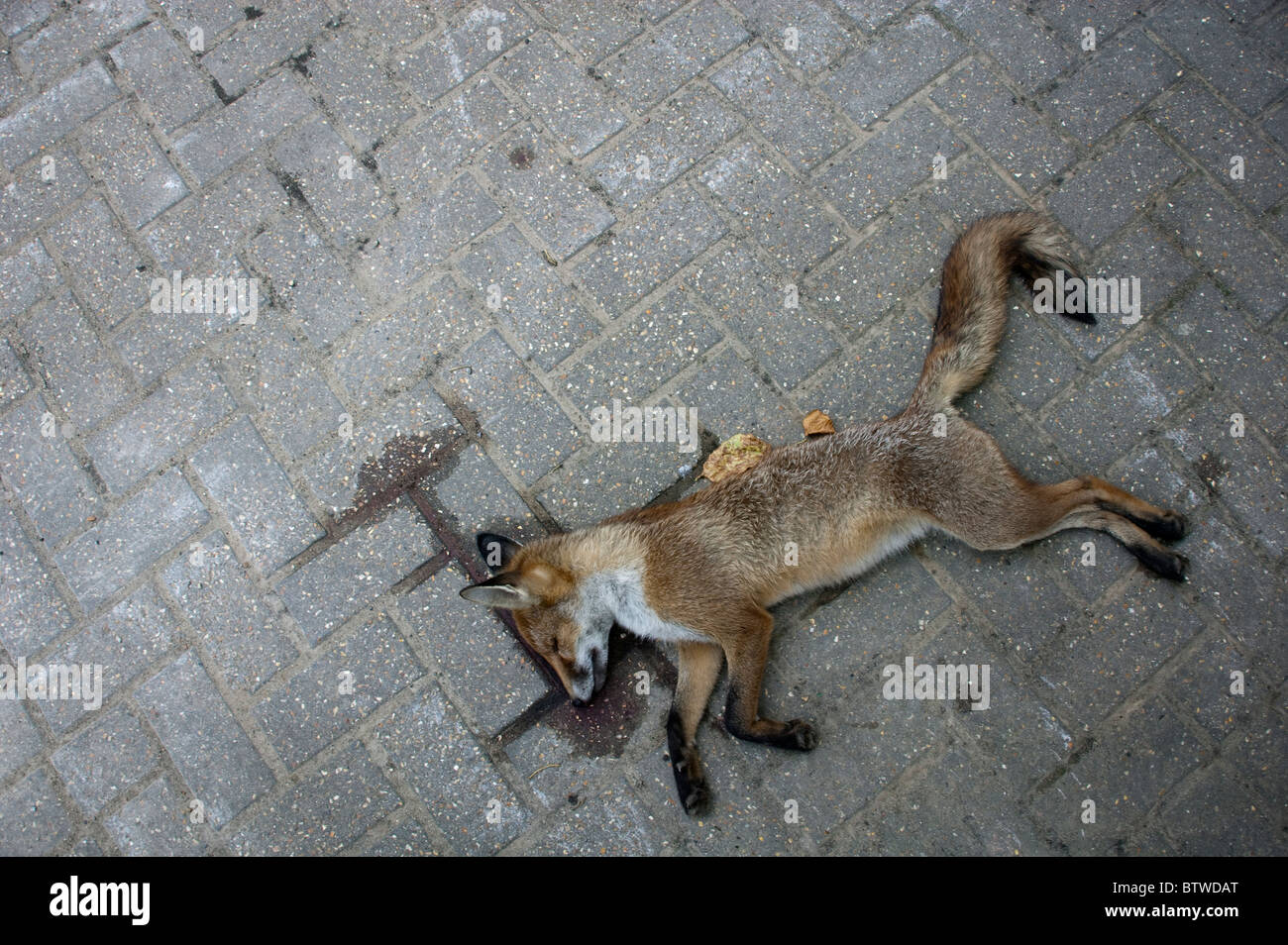 Una volpe morta Foto Stock