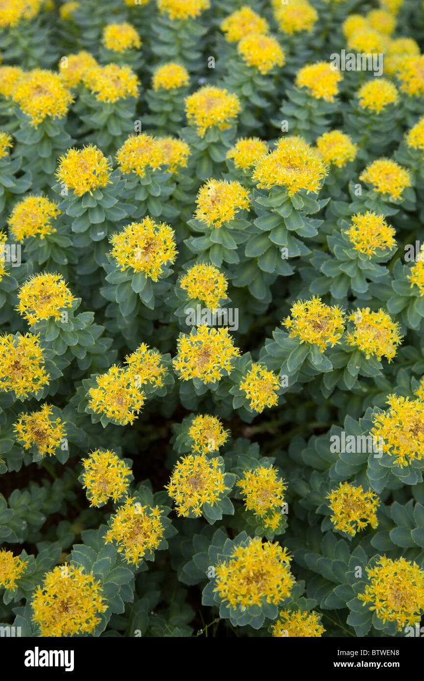 Golden root ( Rhodiola rosea , Piante succulente | Dicotiledoni ) fioritura Foto Stock