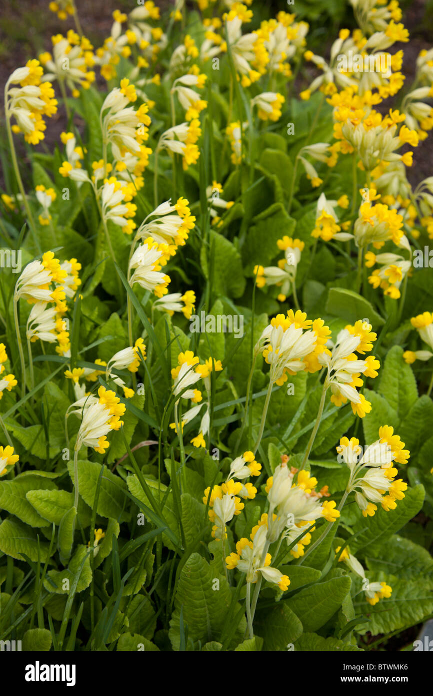 Cowslip ( primula veris , primulaceae ) Foto Stock