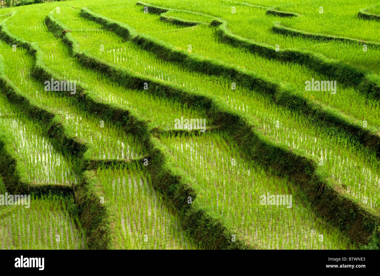 Thailandia del Nord, campi di riso terrazzati Foto Stock