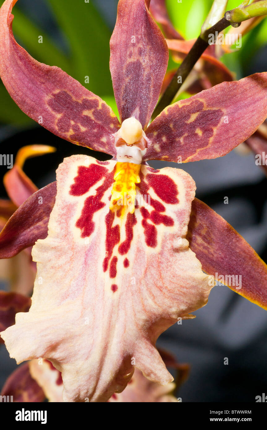 Domenica Aliceara miglior 'Muffin,' orchidea ibrida Foto Stock