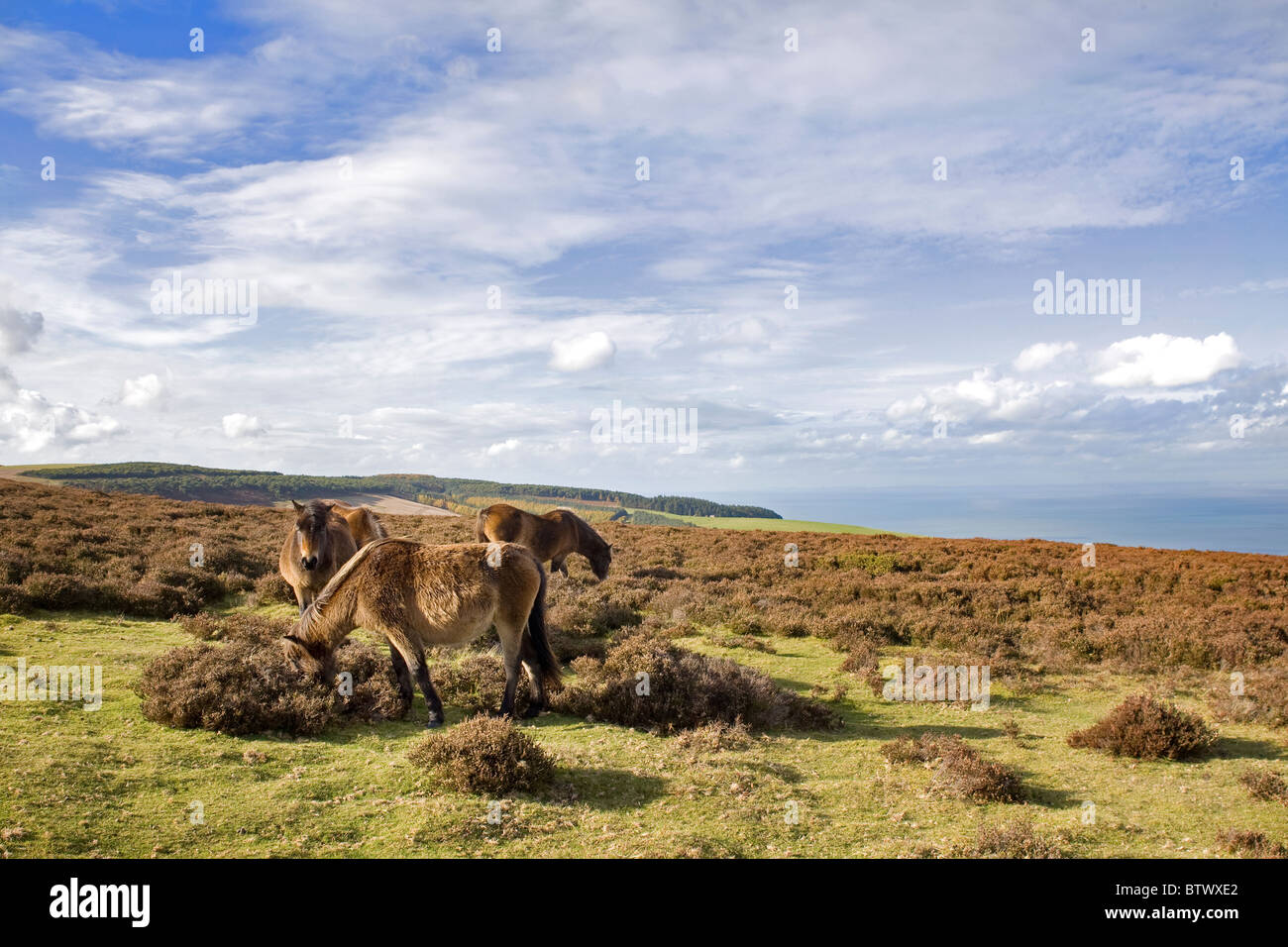 Exmoor pony, vicino a Porlock, Parco Nazionale di Exmoor, Somerset, Inghilterra Foto Stock