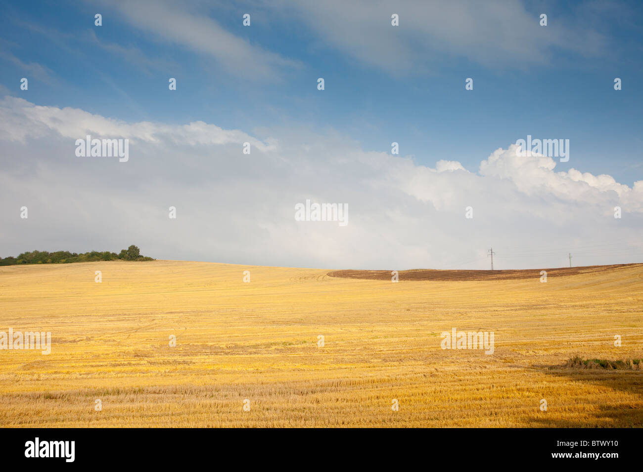 I campi di grano della campagna ceca Foto Stock