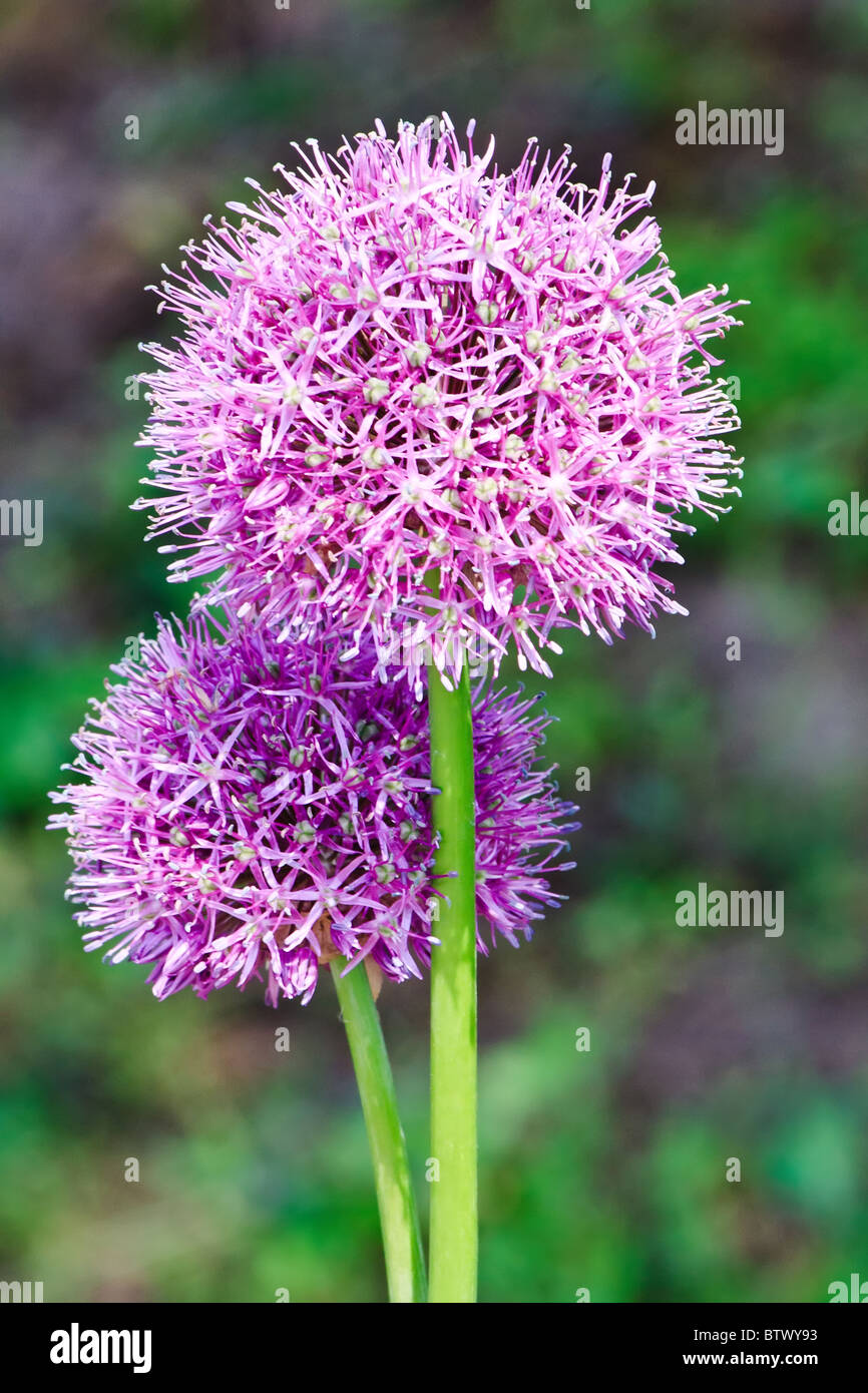 Viola allium onion blooming le teste dei fiori su uno sfondo floreale Foto Stock